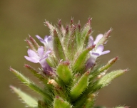 Verbena bracteata