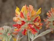 Lotus argophyllus