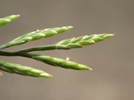 Desmazeria rigida