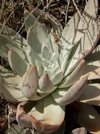 Dudleya virens