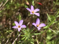 Leptosiphon androsaceus