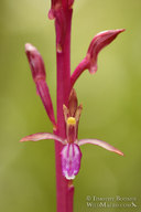 Corallorhiza mertensiana