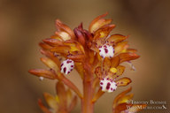 Corallorhiza maculata var. occidentalis