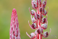 Allotropa virgata