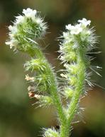 Cryptantha microstachys