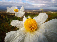Romneya coulteri