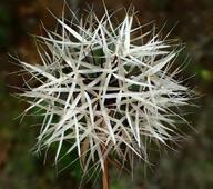 Uropappus lindleyi