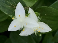 Tradescantia fluminensis