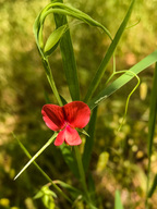 Lathyrus sphaericus