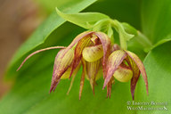 Cypripedium fasciculatum