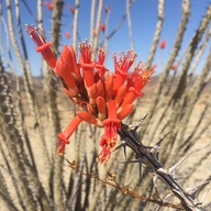 Fouquieria splendens