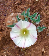 Calystegia collina ssp. collina