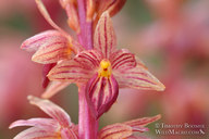 Corallorhiza striata