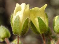 Emmenanthe penduliflora var. penduliflora