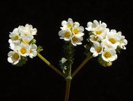Phacelia brachyloba