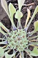 Hesperevax caulescens