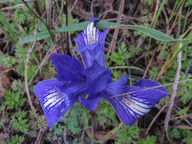 Iris macrosiphon