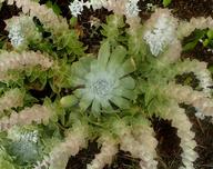 Dudleya pulverulenta