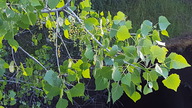 Populus fremontii
