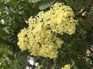 Sambucus nigra