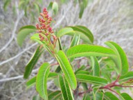Malosma laurina