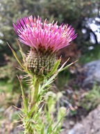 Cirsium hydrophilum var. vaseyi