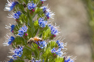 Echium candicans