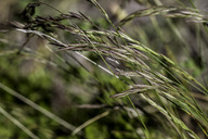 Festuca rubra