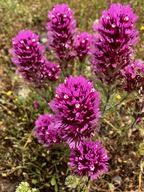 Castilleja exserta