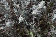 Eriastrum densifolium ssp. densifolium