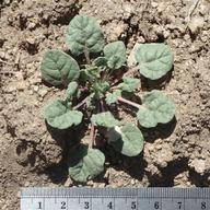 Eriogonum baileyi