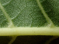 Juglans hindsii