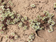 Chorizanthe pungens