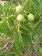 Juglans regia