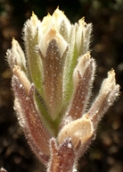 Chloropyron maritimum