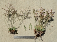 Limonium ramosissimum