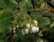 Arctostaphylos Xmedia