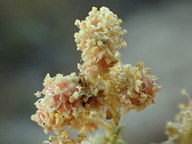 Atriplex lentiformis