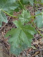 Malva assurgentiflora