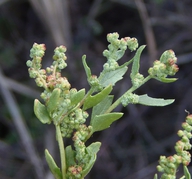 Chenopodium berlandieri var. sinuatum