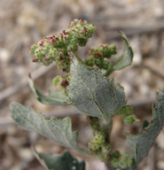 Chenopodium berlandieri var. sinuatum
