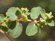 Euphorbia serpens