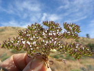 Chorizanthe obovata