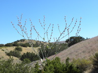Eriogonum cithariforme