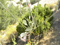 Eriogonum cithariforme var. cithariforme