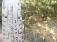 Eriogonum cithariforme var. cithariforme