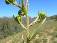 Madia radiata