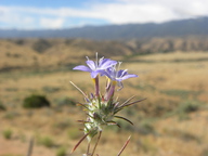 Eriastrum pluriflorum ssp. pluriflorum