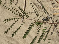 Amorpha fruticosa