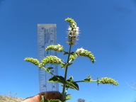 Mentha suaveolens
